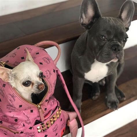 french bulldog gucci royalty family|gucci royalty family.